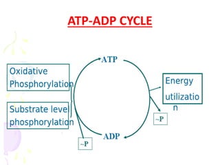 ATP-ADP CYCLE
 