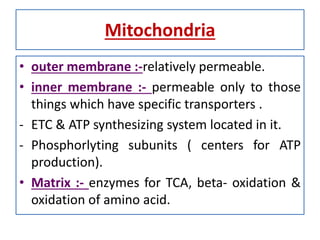 Mitochondria
• outer membrane :-relatively permeable.
• inner membrane :- permeable only to those
things which have specific transporters .
- ETC & ATP synthesizing system located in it.
- Phosphorlyting subunits ( centers for ATP
production).
• Matrix :- enzymes for TCA, beta- oxidation &
oxidation of amino acid.
 