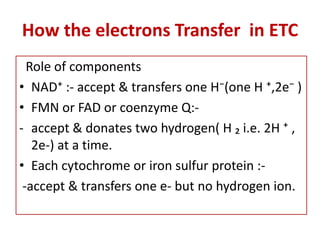 How the electrons Transfer in ETC
Role of components
• NAD⁺ :- accept & transfers one H⁻(one H ⁺,2e⁻ )
• FMN or FAD or coenzyme Q:-
- accept & donates two hydrogen( H ₂ i.e. 2H ⁺ ,
2e-) at a time.
• Each cytochrome or iron sulfur protein :-
-accept & transfers one e- but no hydrogen ion.
 