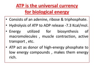 ATP is the universal currency
for biological energy
• Consists of an adenine, ribose & triphosphate.
• Hydrolysis of ATP to ADP release -7.3 Kcal/mol.
• Energy utilized for biosynthesis of
macromolecules , muscle contraction, active
transport , etc.
• ATP act as donor of high-energy phosphate to
low energy compounds , makes them energy
rich.
 