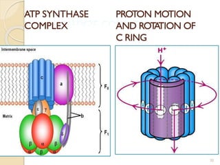 Biological oxidation | PDF