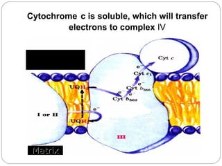 Cytochrome c is soluble, which will transfer
electrons to complex Ⅳ
Intermembrane
space

Matrix

 