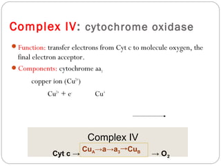 Complex IV: cytochrome oxidase
Function: transfer electrons from Cyt c to molecule oxygen, the

final electron acceptor.
Components: cytochrome aa3
copper ion (Cu2+)
Cu2+ + e-

Cu+

Complex IV
Cyt c →

CuA→a→a3→CuB

→ O2

 