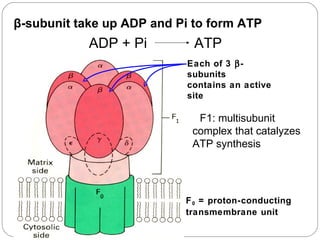 β-subunit take up ADP and Pi to form ATP

ADP + Pi

ATP
Each of 3 βsubunits
contains an active
site

F1: multisubunit
complex that catalyzes
ATP synthesis

F 0 = proton-conducting
transmembrane unit

 