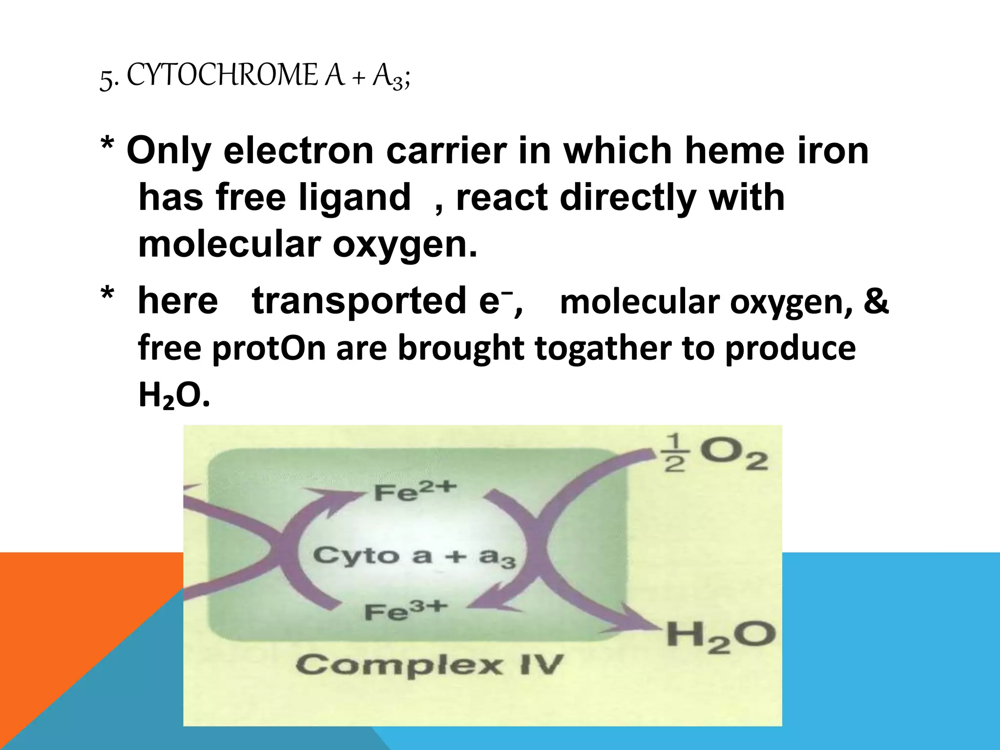 5. CYTOCHROME A + A₃;
* Only electron carrier in which heme iron
has free ligand , react directly with
molecular oxygen.
* here transported e⁻, molecular oxygen, &
free protOn are brought togather to produce
H₂O.
 