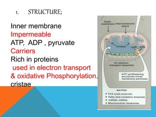 1. STRUCTURE;
Inner membrane
Impermeable
ATP, ADP , pyruvate
Carriers
Rich in proteins
used in electron transport
& oxidative Phosphorylation.
cristae
 