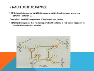 2. NADH DEHYDROGENASE
* H⁺ & hydride ion carried by NADH transfer to NADH dehydrogenase, an enzyme
complex ( complex 1).
* complex-1 has FMN accepts two H⁺ & changes into FMNH₂.
* NADH dehydrogenase has Fe-atoms paired with S-atoms in Fe-S center necessary to
transfer H-atom to next member.
 