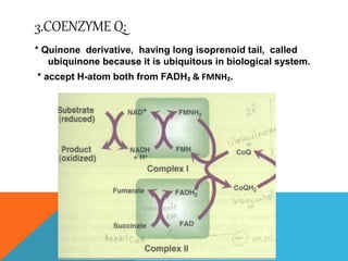 3.COENZYME Q;
* Quinone derivative, having long isoprenoid tail, called
ubiquinone because it is ubiquitous in biological system.
* accept H-atom both from FADH₂ & FMNH₂.
 