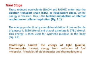 Third Stage
These reduced equivalents (NADH and FADH2) enter into the
electron transport chain (ETC), or Respiratory chain, where
energy is released. This is the tertiary metabolism or Internal
respiration or cellular respiration (Fig. 2.1).
The energy production by complete oxidation of one molecule
of glucose is 2850 kJ/mol and that of palmitate is 9781 kJ/mol.
This energy is then used for synthetic purpose in the body
(Fig. 2.2).
Phototrophs harvest the energy of light (plants).
Chemotrophs harvest energy from oxidation of fuel
molecules. Principles of bioenergetics and thermodynamics
 
