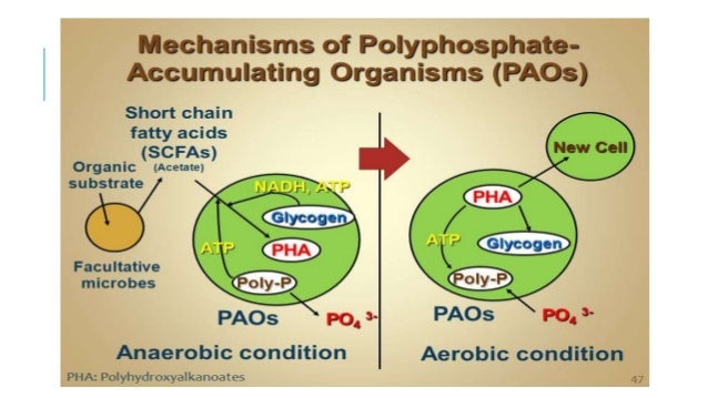 biological phosphorus removal in wastewater treatment