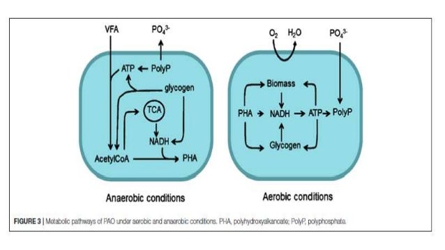 biological phosphorus removal in wastewater treatment