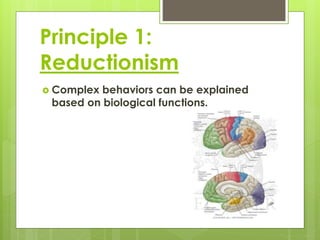Principle 1: 
Reductionism 
 Complex behaviors can be explained 
based on biological functions. 
 