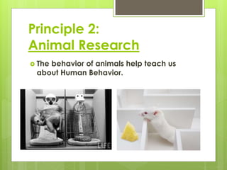Principle 2: 
Animal Research 
 The behavior of animals help teach us 
about Human Behavior. 
 