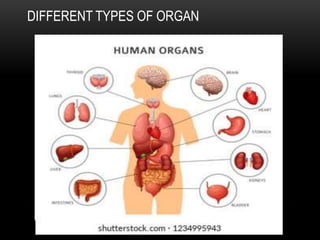 DIFFERENT TYPES OF ORGAN
 