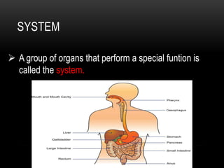 SYSTEM
 A group of organs that perform a special funtion is
called the system.
 