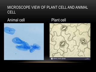 MICROSCOPE VIEW OF PLANT CELL AND ANIMAL
CELL
Animal cell Plant cell
 