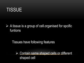 TISSUE
 A tissue is a group of cell.organised for spcific
funtions
Tissues have following features
 Contain same shaped cells or different
shaped cell
 