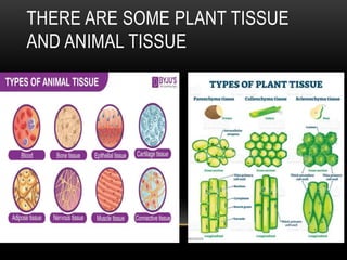 THERE ARE SOME PLANT TISSUE
AND ANIMAL TISSUE
 