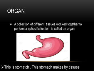 ORGAN
 A collection of different tissues wor ked together to
perform a sphecific funtion is called an organ
This is stomatch . This stomach makes by tissues
 
