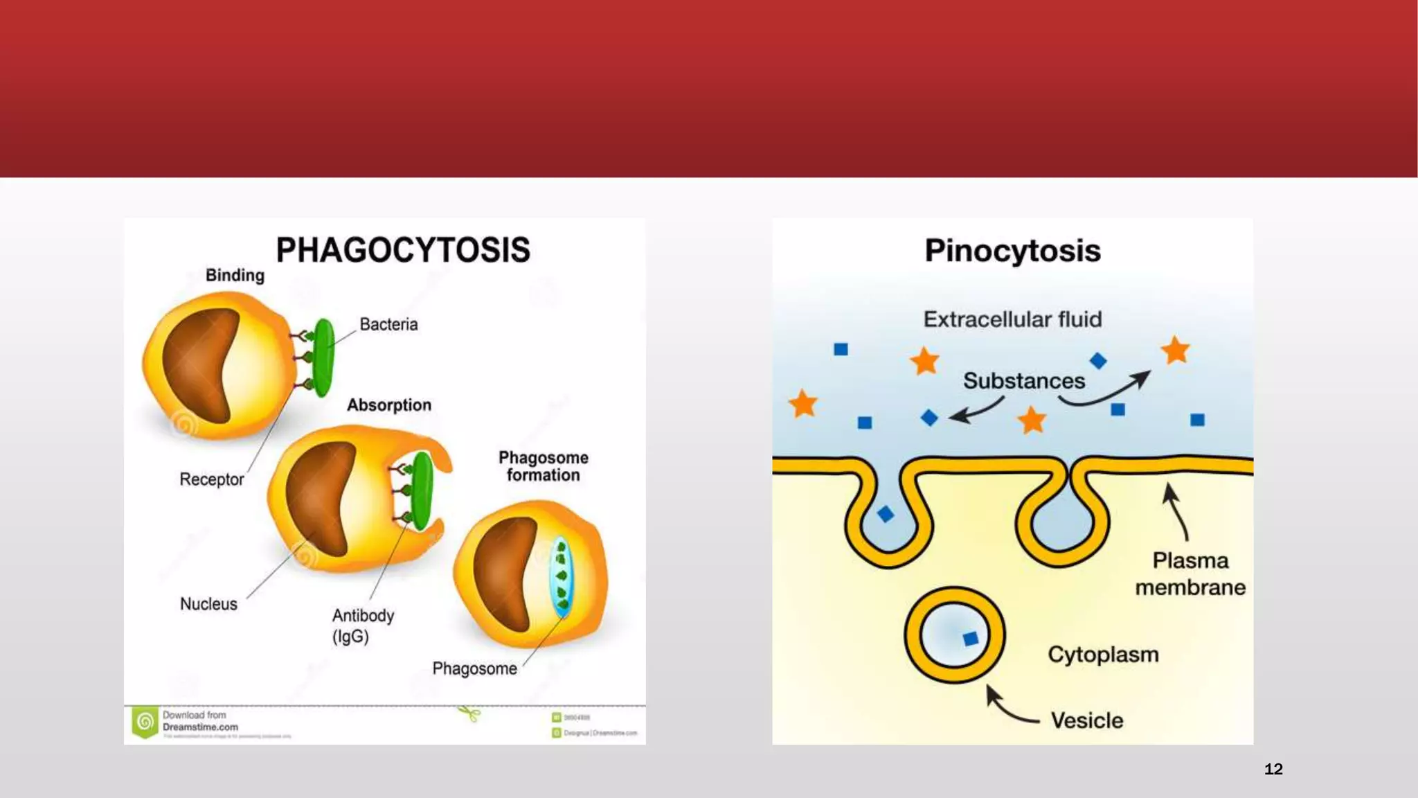 Biological process involved in drug targetting | PPTX