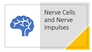 Nerve Cells
and Nerve
Impulses
 
