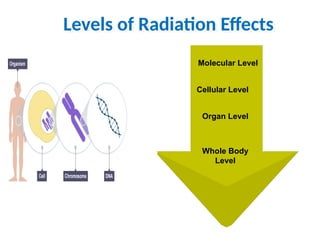 biological effects of ionizing radiation effect.ppt