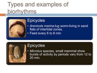 Biological rhythms | PPTX