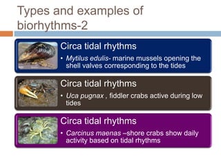Biological rhythms | PPTX