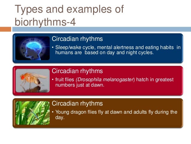 Biological Rhythms biological-rhythms
