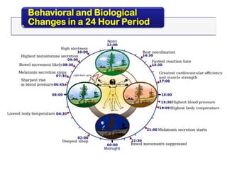 Behavioral and Biological
Changes in a 24 Hour Period
 