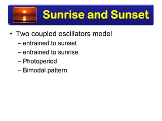 Sunrise and Sunset
• Two coupled oscillators model
– entrained to sunset
– entrained to sunrise
– Photoperiod
– Bimodal pattern
 