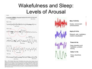 Wakefulness and Sleep:
Levels of Arousal
 