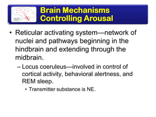 Brain Mechanisms
Controlling Arousal
• Reticular activating system—network of
nuclei and pathways beginning in the
hindbrain and extending through the
midbrain.
– Locus coeruleus—involved in control of
cortical activity, behavioral alertness, and
REM sleep.
• Transmitter substance is NE.
 