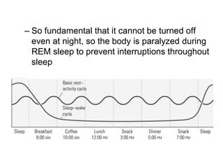 – So fundamental that it cannot be turned off
even at night, so the body is paralyzed during
REM sleep to prevent interruptions throughout
sleep
 