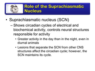 Role of the Suprachiasmatic
Nucleus
• Suprachiasmatic nucleus (SCN)
– Shows circadian cycles of electrical and
biochemical activity, controls neural structures
responsible for activity
• Greater activity in the day than in the night, even in
diurnal animals
• Lesions that separate the SCN from other CNS
structures affect the circadian cycle; however, the
SCN maintains its cycle.
 