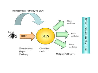 Indirect Visual Pathway via LGN
 