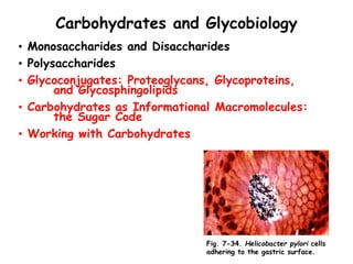 Carbohydrates and Glycobiology
• Monosaccharides and Disaccharides
• Polysaccharides
• Glycoconjugates: Proteoglycans, Glycoproteins,
and Glycosphingolipids
• Carbohydrates as Informational Macromolecules:
the Sugar Code
• Working with Carbohydrates
Fig. 7-34. Helicobacter pylori cells
adhering to the gastric surface.
 