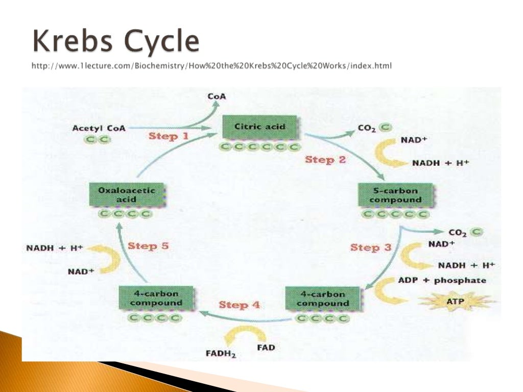 Biological scienceEnergyReleasing Pathways