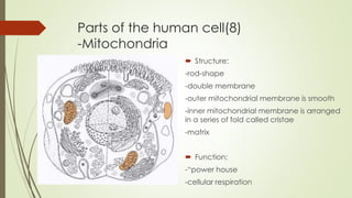 Parts of the human cell(8)
-Mitochondria
 Structure:
-rod-shape
-double membrane
-outer mitochondrial membrane is smooth
-inner mitochondrial membrane is arranged
in a series of fold called cristae
-matrix
 Function:
-“power house
-cellular respiration
 