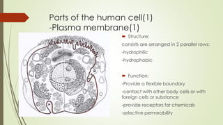 Parts of the human cell(1)
-Plasma membrane(1)
 Structure:
consists are arranged in 2 parallel rows:
-hydrophilic
-hydrophobic
 Function:
-Provide a flexible boundary
-contact with other body cells or with
foreign cells or substance
-provide receptors for chemicals
-selective permeability
 