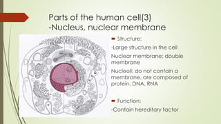Parts of the human cell(3)
-Nucleus, nuclear membrane
 Structure:
-Large structure in the cell
Nuclear membrane: double
membrane
Nucleoli: do not contain a
membrane, are composed of
protein, DNA, RNA
 Function:
-Contain hereditary factor
 