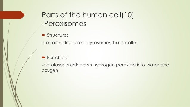 Biological science(cell)