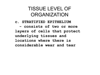 TISSUE LEVEL OF
ORGANIZATION
c. STRATIFIED EPITHELIUM
- consists of two or more
layers of cells that protect
underlying tissues and
locations where there is
considerable wear and tear

 