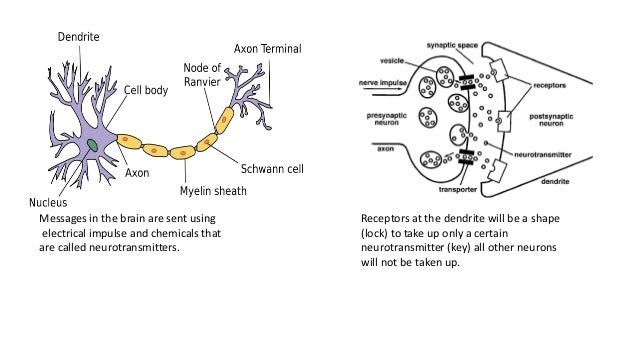 Biological theory of dreams