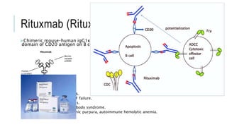 Rituxmab (Rituxan):-
Chimeric mouse–human igG1κ monoclonal antibody directed against extracellular
domain of CD20 antigen on B cells.
Half-life is 18 to 21 days.
 RA after MTX and anti-TNF failure.
 ANCA-associated vasculitis.
 SLE, antiphospholipid antibody syndrome.
 idiopathic thrombocytopenic purpura, autoimmune hemolytic anemia.
 