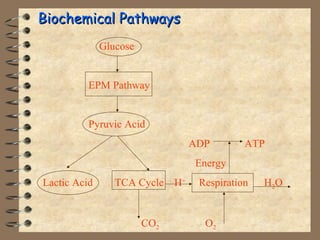 BBiioocchheemmiiccaall PPaatthhwwaayyss 
Glucose 
EPM Pathway 
Pyruvic Acid 
ADP ATP 
Energy 
Lactic Acid TCA Cycle H+ Respiration H2O 
CO2 O2 
 