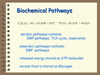 BBiioocchheemmiiccaall PPaatthhwwaayyss 
C6H12O6 + 6O2 +38 ADP + 38 Pi 6 CO2 +38 ATP + 44 H2O 
 aerobic pathways contains- 
EMP pathways, TCA cycle, respiration 
 anaerobic pathways contains- 
EMP pathways 
 released energy stored as ATP molecules 
 excess food is stored as Glycogen 
 