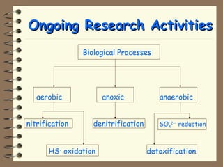 OOnnggooiinngg RReesseeaarrcchh AAccttiivviittiieess 
Biological Processes 
aerobic anoxic anaerobic 
nitrification denitrification SO4 
2-- reduction 
HS- oxidation detoxification 
 