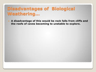 Disadvantages of Biological
Weathering…
 A disadvantage of this would be rock falls from cliffs and
the roofs of caves becoming to unstable to explore.
 