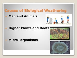 Causes of Biological Weathering
 Man and Animals
 Higher Plants and Roots
 Micro- organisms
 